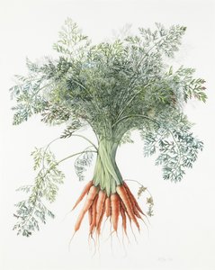 Carottes, 1995 - Margaret Ann Eden